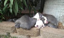 Blue pit pups 2m 5f ready 12.15.12 shots and dewormed 225$ obo