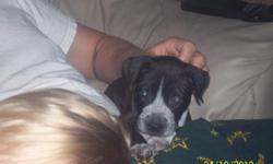 I have a male and female pit/blue heeler mix 8 weeks old. The female was the runt and the male was the biggest of the litter... please call me if you are intrested, local only, will meet half way if needed.