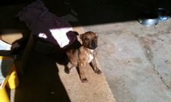 *17 WEEKS
*RAZORS EDGE (BRINDLE)
*FIRST SERIES OF SHOTS
*CROPPED
*MALE