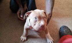 2X purple assassin and Boston George fawn male for sale 9 Weeks old