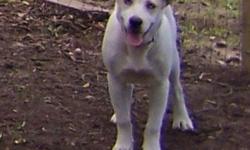Very cute pit bull mix. White with tan spots. Two blue eyes (rare). female. Gets along with other dogs.