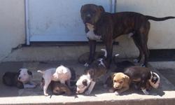 Very cute pit bull PUPPIES 8 WEEKS. Have MOM & DAD on Site MUST SEE
100.00 MALE or FEMALE IF INTERESTED please call 916-222-6965