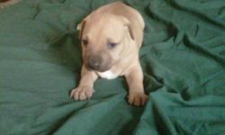 Three pit bull puppies ready to go to good home. Have first set of shots. 7wks old.