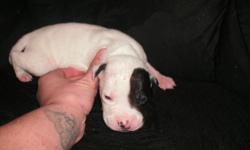 3 Weeks old as of January 29, 2011. Will be ready around Febuary 12, 2011. Expecting to weigh 70-90Ibs. Depending on the pup. There are six puppies. All are males except for two black pups. One is the smallest of them all (Pictured) She has a lil white on