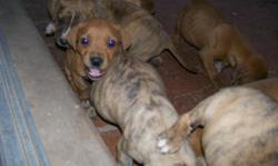 3 solid caramel color and the rest tiger stripe brindle 8 to choose first come first serve no shots.