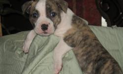 Hi I have adorable pitbull puppies that need some great homes.
They are super cute
Loving
They live indoors
They live with chihuahuas
They live with children
They live with a cat
They are given lots of love
-2 black and white cow spot males
-2 white and