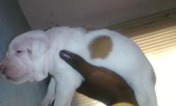 i have 7 red nose pit bull puppies for sale for $200
for more Info call ryan @ 979)260-2222