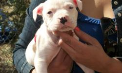 Pit Bull Puppies for Sale..They are absolutely beautiful..Must see..People friendly. Comes with Birth Certificates, Shots, Puppy Packets, and contract. They are variety in color and mother and father are on site..LOCATION: Pittsburgh, PA (South