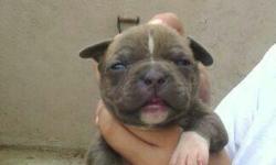 American Pit Bull Terrier Puppies available upon request first come first serve these are some real nice puppies with alot of bone and body structure. These puppies are razor edge they come from some of the best breeds that there is out their beautiful