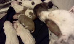 Two are all white with blue eyes males ..one female brown and black ...last one is male Carmel brown and white 5wks old