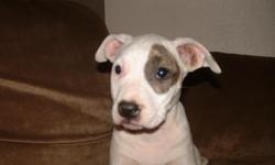 beautiful blue brindle female pit bull puppy, shots 719-542-4562