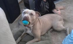 I need a good loving home for my 2 yr old female pitbull Seena. She is very family orientated,and great with kids. She has all her shots and is spayed. She is very lovey and cudlly. A fenced yard would be ideal.