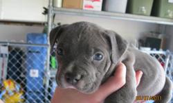 Dam: Fully Papered Purple Ribbon Champion Razorsedge Blue Nose Pitbull-all blue
Sire: Fully Papered Purple Ribbon Champion Razorsedge Blue Nose Bully-brindle blue
7 1/2 weeks. One male left, will be gone by Friday. Wonderful for a family.
Please contact