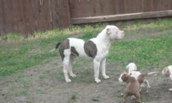 very healthy good looking pup will be short and thick dogs great temperments parents on site good with kid and other animals best blood line iv ever had very mello dogs. This is my last litter no more pupies so come get them while they last. u can also