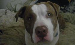 my pitbull have a sweet personality and very loveble good dog for breeding. I wold like $300.00 or pick the liter i whan a famale pup cell michelle at [434]632-7032 or at my email darkqueen6389@yahoo.com or emlymcallister@aol.com thank you