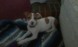 pitbull puppy 14 weeks she is a very good puppy she is awsome with chidren and other animals if interested please call --