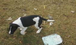 black and white female pup born sept. 26 2012 must go to good home &nbsp; &nbsp;cash only &nbsp;call or text 561 355 2760