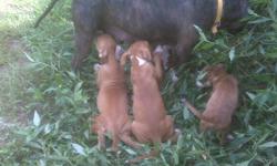 Yellow Fawn
All pups have some white on them
sire and danm on site
Puppies for Sale...
