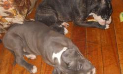 2 and a half months old , some white , some black , some greys pure bread blue nose . call Jean @ 508-831-0424