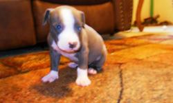 I have six pit bull puppies. Two blue males with blue eyes. One black male and Three black females. All dogs have some white markings on them. They are six weeks old and have been wormed and eating dog food. Both parents are on site. All sales are made in
