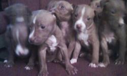 full pitbull puppies
8weeks old waiting to got to a good home
5girls and 3boys left
