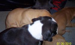 Born on 6-28-2010. 4boys 2girls are looking to be place in a good home for more details please contact.(561)688-3730