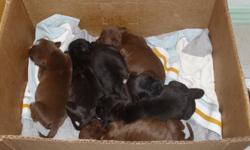 I'm selling 9 pitbull puppies if interested pleas call cell #928-315-9035