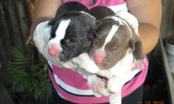 Red nose pit bull puppies 4 males, 2 females, born october 13, 2010