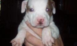 I have two pit bull puppies adopstion fee is 150 for more information call at 919-725-4318 just ask for travis