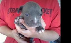 pitbull puppies ready to go these puppies are pure bred and ready to go call or txt me at ANYTIME at (909)543-8053