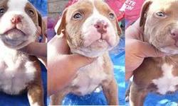 PITBULL PUPPYS FOR SALE 4 MALES AND 8 FEMALES NICE MARKINGS AND GOOD BODY STRUCTURE THE MOM IS A CHOCOLATE RED NOSE AND THE DADS A BLUE FAWN PITBULL ..PLEASE CALL 805-263-0236 OR EMILE ME AT .. GERARDOARROYO55@YAHOO.COM