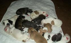 I have 10 pitbull puppies for sale, 5 males and 5 females, they were born 8/16/2011 and they will be ready 9/28/2011 I am asking 200 for the females and 150 for the males, they are out of the Colby bloodline, father is a King Colby red nose and the mother