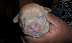 PITBULL PUPPIES LOOKING FOR A FOREVER HOME. 2 MALES AND 6 FEMALES. CONTACT tpsmooch@yahoo.com