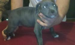 4 Pitbull puppies 2 females and 2 males fawn and blue with blue eyes. Mother and father are full blooded and very good natured big babies really. We are running out of room because these puppies are getting so big need to get them to good homes very soon.