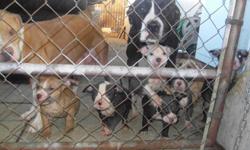 Hello everyone iam selling beautiful Pitbull puppies for 250.00 and 350.00 obo! 8 males and 2 females . 2 of the males are TRI COLORED and 1 female is a BLUE NOSE PITT these are the 350 ones ? ! They are currently 7 weeks old and Born on Dec.5.2010 they
