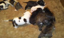 I HAVE 9 BEAUTIFUL FULL BRED PITBULL PUPPIES LOOKING FOR A NEW HOME THEY ARE 6 WEEKS OLD EATING ON THEIR OWN. PLEASE CONTACT ADOLFO AT 561-688-3140