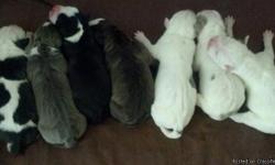 I have 7 beautiful pitbull puppies just born on 12/20/12. They will be ready for their new homes in 8 weeks. Pure breed. 4 males 3 females. Blues, 1 blue fawn and black & whites. Not papered. Both parents are very well behaved and very sweet. If