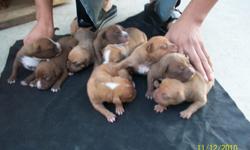 PICS OF THE PUPPS, DAD, AND MOM...........REAL PIBULLS CALL FOR MORE INFO THANKS