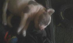 RED NOSE PITBULL PUPPIES
I have 3 pit puppies that need good homes.
They were born on 10-28-12
I have 1 white female with reddish blue marking
and i have 2males,1 is black w/faint brindle markings and
1 red like his dad.... Dad is purebred red nose