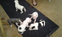 Blue puppies 4females an 1 male