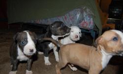 6 week old pitbull puppies born on christmas day.
six boys and three girls all have been wormed, and eating pedigree puppy food.