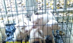 9 wks old, wormed ready for good home 2 females 125.00 ea 5 males 100.00 ea call -- or --
