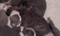 Pitbull puppies for sale ? 5 FEMALES
Blue/brindle/fawn $450.00 OBO
Contact Tee @ 850-414-3900
CALLS ONLY PLEASE no email or text