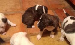 I have three pitbull puppies, Born Nov. 9th from a litter of 8. I've found homes for the rest, was thinking about keeping these, but I already have 3 pitbulls, can't afford to keep these little prizes. $60 per pup, or may be able to work something out.