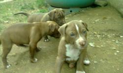 Pitbull puppies 8 weeks old. De-wormed call or text 203-360-1503