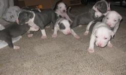 Purple ribbon pitbull puppies for sale. Excellent temperament, dame on site. Born 10/14/10 and will be ready to go home with you just in time for the holidays. 5 still available from a litter of 8. $500 firm, $250 down to hold, serious inquiries only.