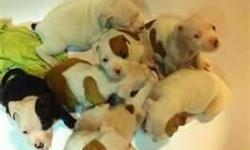 1 PUPPY KNOW LEFT (MALE)&nbsp;ALL WHITE WITH SOME BROWN SPOTS ON HIM...
7WEEKSOLD. NOPAPERS FULLBLODED...!
-- no texing or emails.. Brent al 35034...