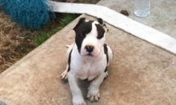 Full breed bully dad got papers but the mom doesn't but there both 100% bully dats why I'm selling it for 500 for those who really know about bully an how much they go for.we maybe able to work something out.?