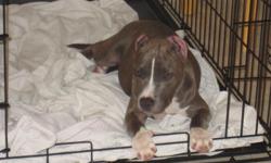 We are selling out 5 month old Pitbull puppy. She was born June 6th of this year. She is very loving and playful and love to cuddle. She is kennel trained (she sleeps in it at night and during the day when we are out of the house). She is also partly