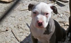 ADBA PITBULL Born Nov 2 2010
1 male left $300 without paper/ $400 with paper Blue and white Male red nose.
Father is Thunder
Mother is Pooh the www.pitforlife.com For Picture
561-784-1302
Call Only 9am-8pm
I will not sell to 17 year old an under please
